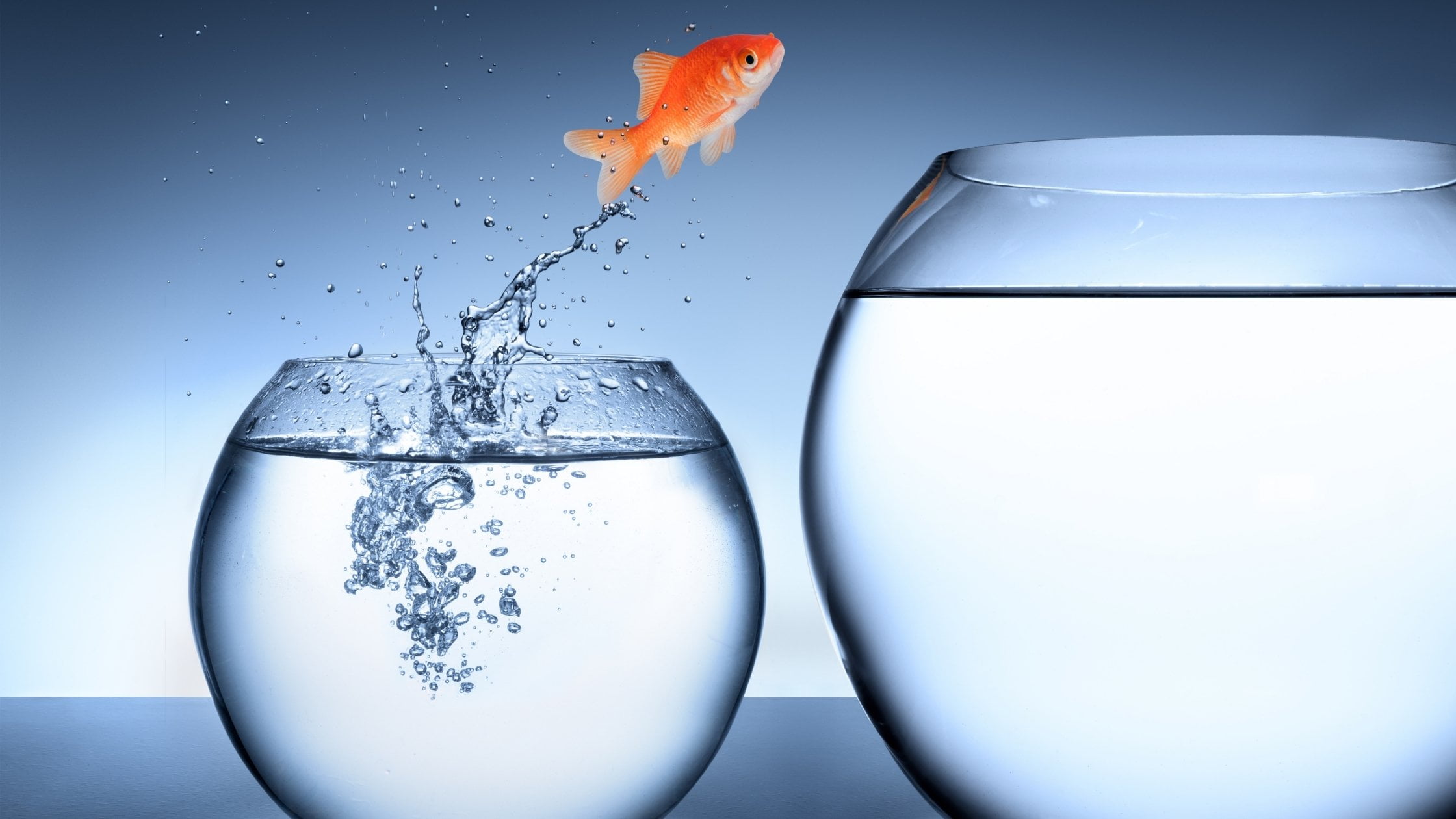 A gold fish jumps from one fish bowl to another one