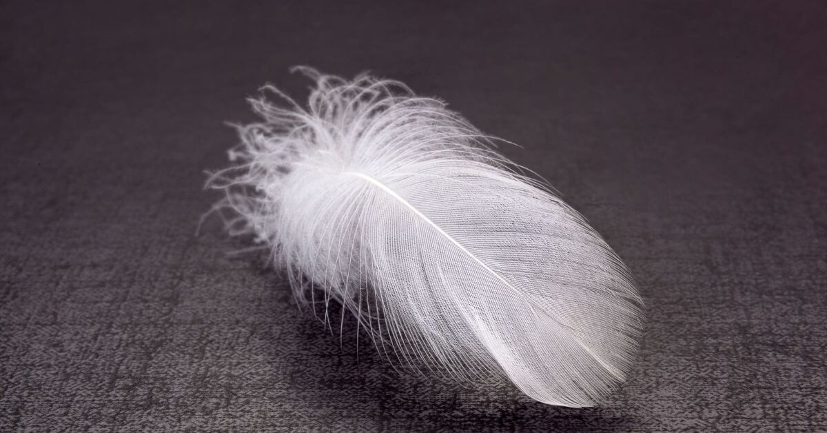 A feather